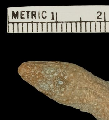 Media type: image;   Herpetology R-171392